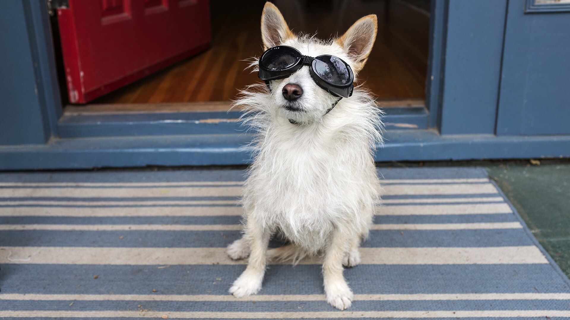 El perro de Joy Lewis